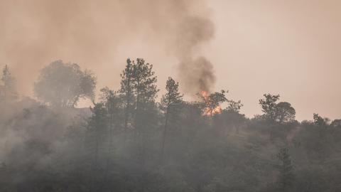 Trees on a hillside with smoke billowing in the foreground. Orange flames srround one of the trees against an orangish brown sky.