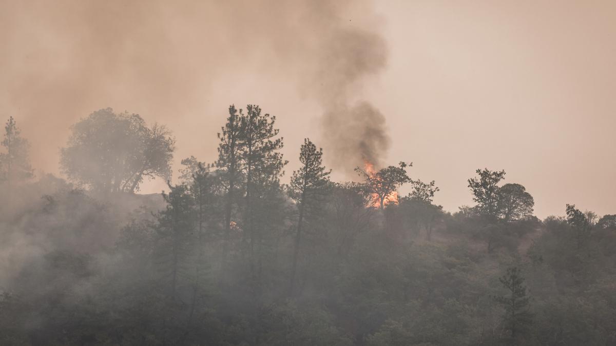 Trees on a hillside with smoke billowing in the foreground. Orange flames srround one of the trees against an orangish brown sky.