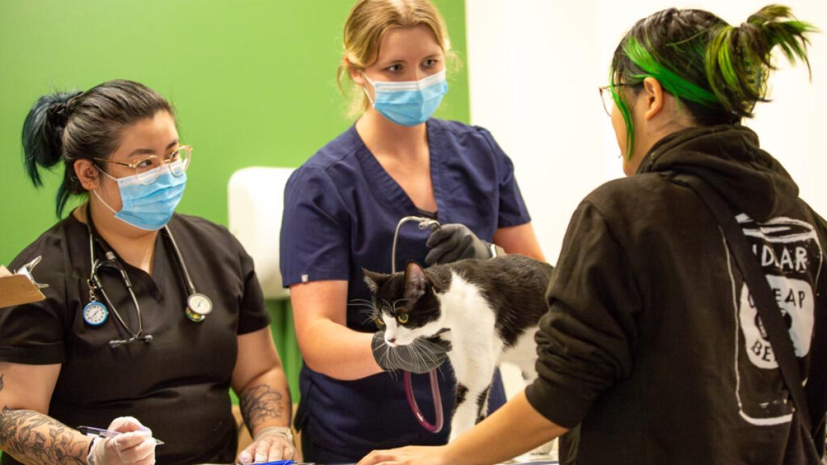 Two health care providers wearing scrubs, gloves and face masks stand behind a table. One is using a stethoscope to examine a cat on the table. A person on the other side of the table, the cat's owner, looks on while facing them.